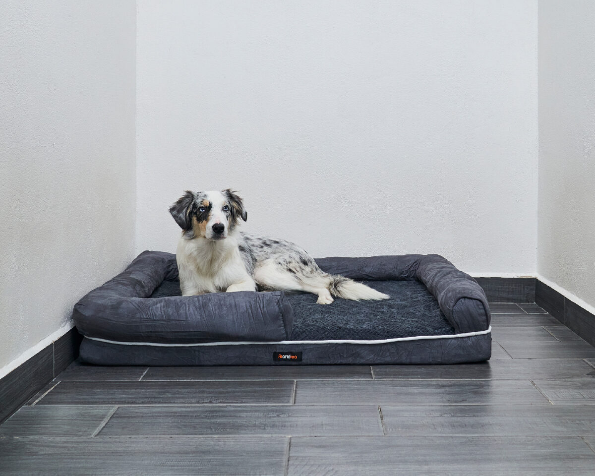Hotel Para Perros CDMX