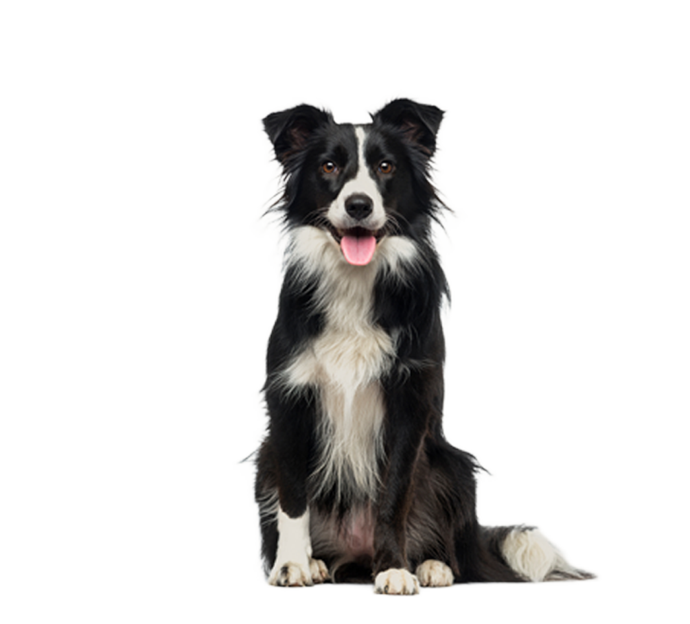 Escuela-para-perros-inteligencia-canina