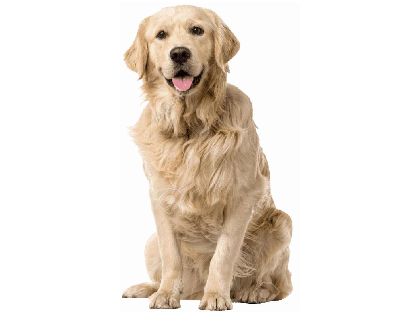 hero2 intel canina_Mesa de trabajo 1 copia 12