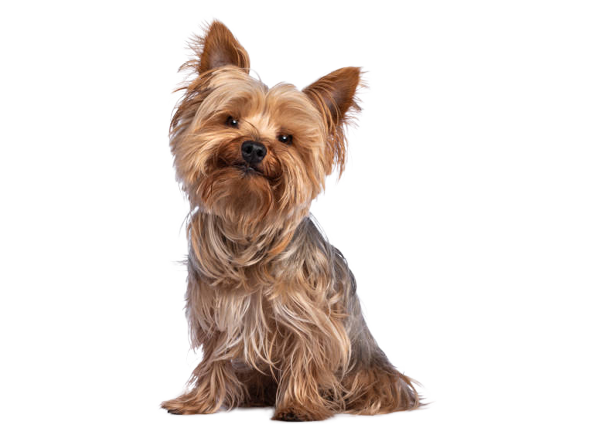yorkie-en-adiestramiento-canino