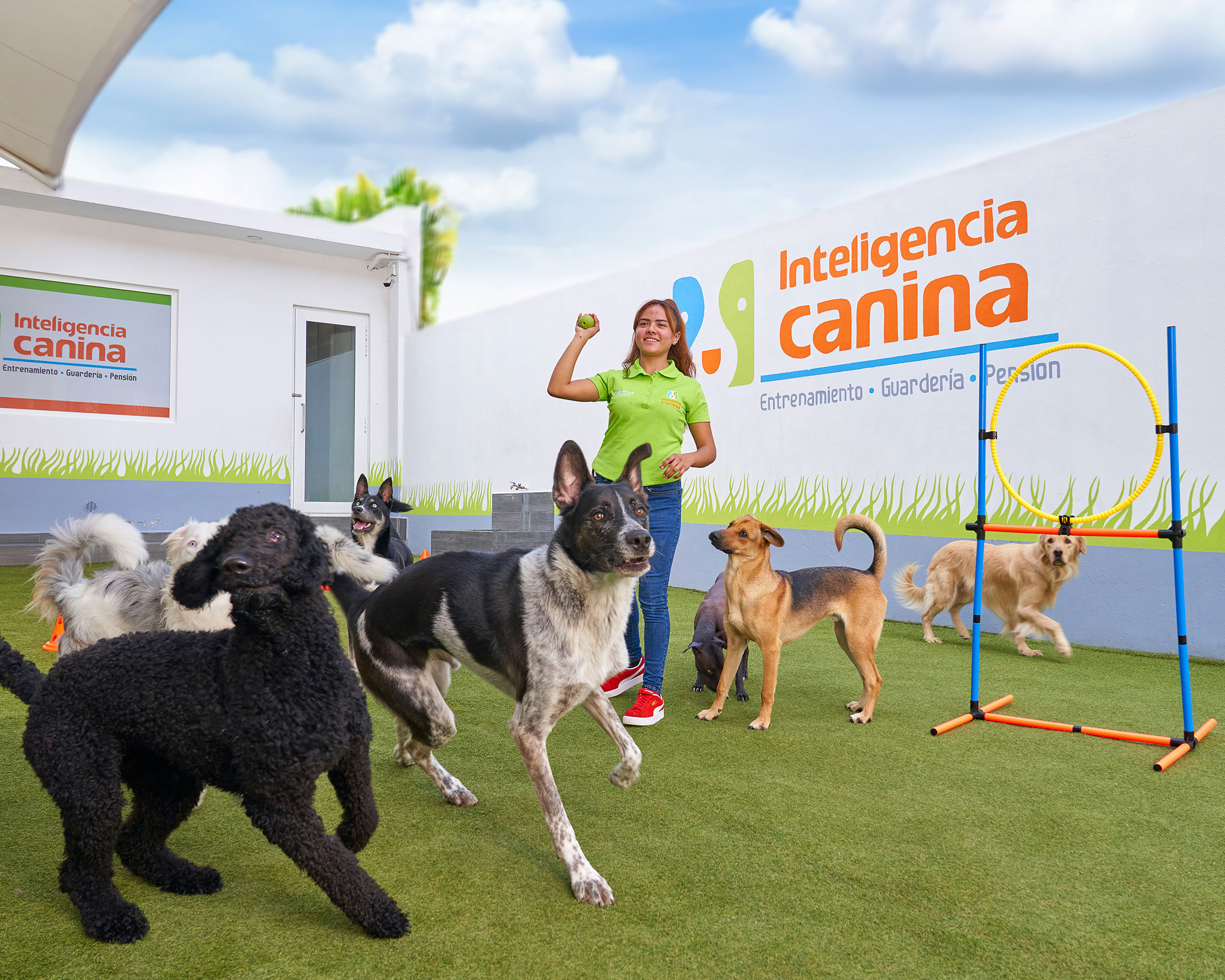 adiestramiento-canino-en-CDMX-inteligencia-canina
