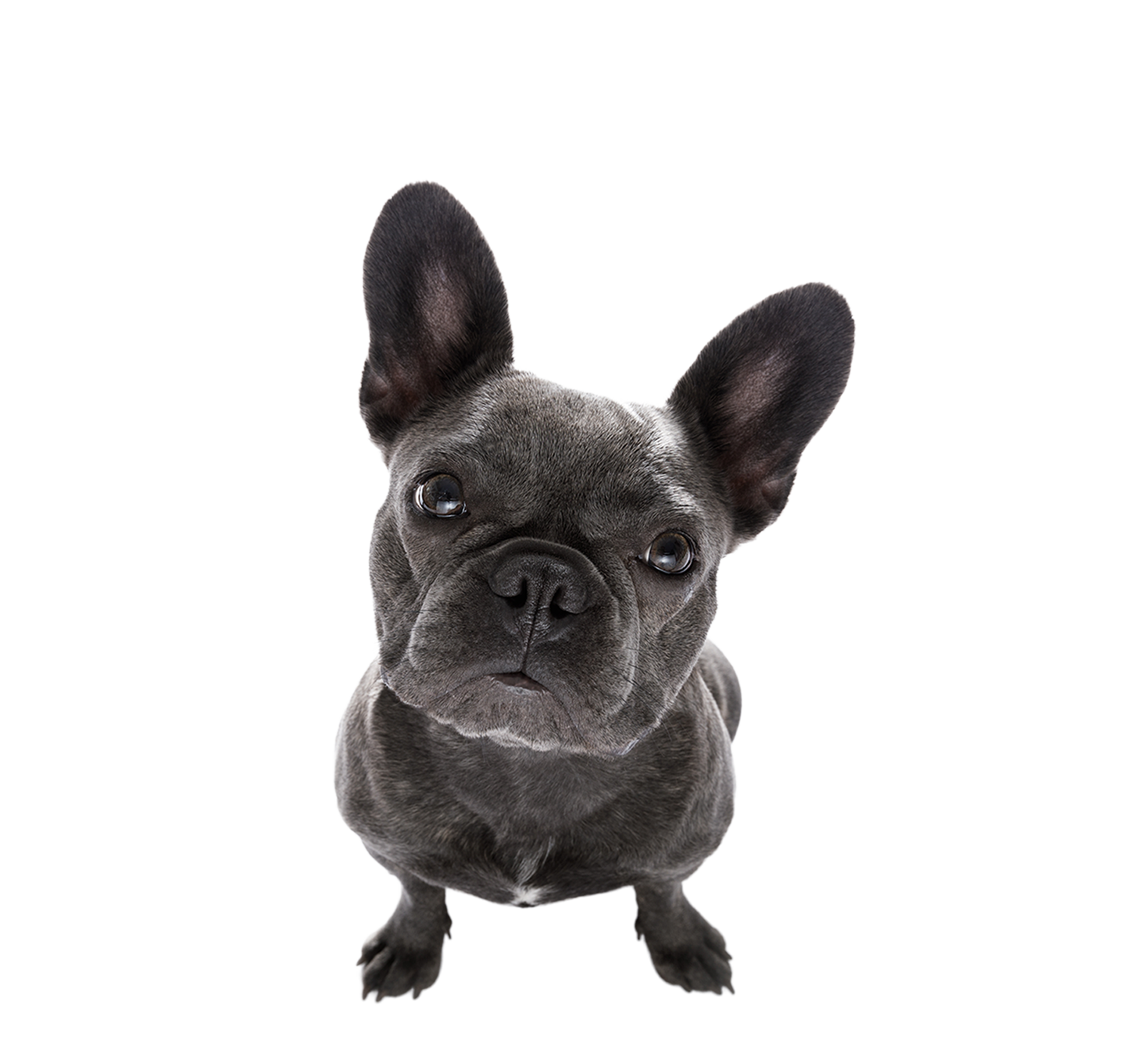 bulldog-frances-en-adiestramiento-canino