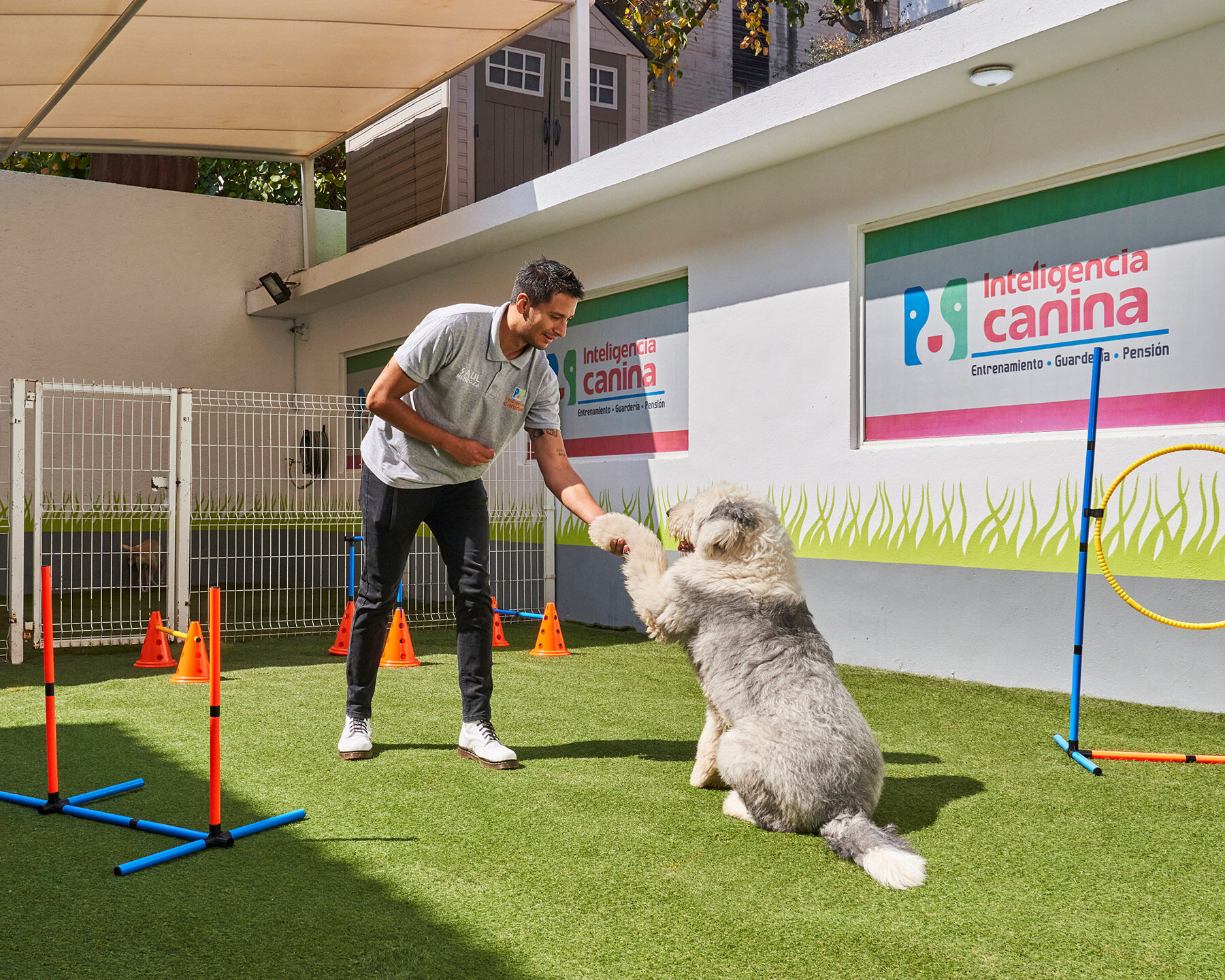 curso-de-adiestramiento-canino