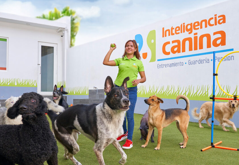 dejar-a-mi-perro-en-una-pensión-o-guardería