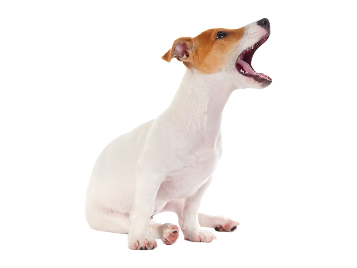 entrenaimiento-de-perro-domicilio