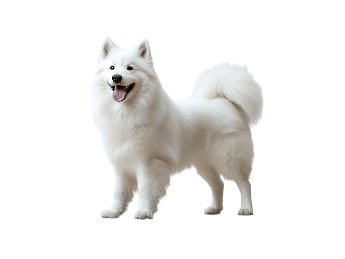 perro-feliz-en-inteligencia-canina-gran-sur