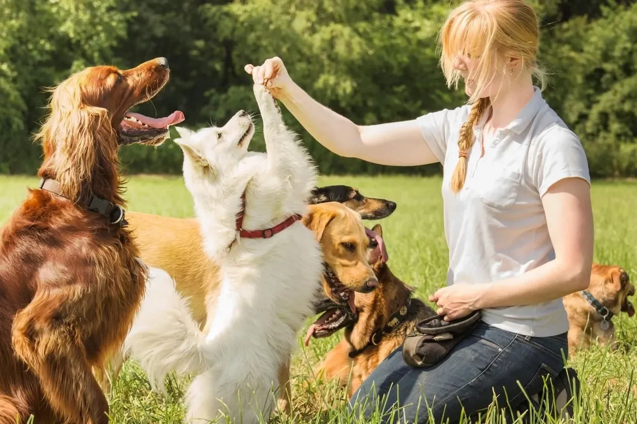 10 cosas importantes que debes enseñarle a tu cachorro