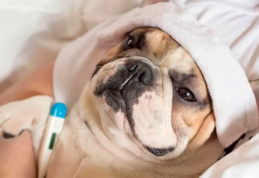 11 señales que pueden indicar que tu perro está enfermo
