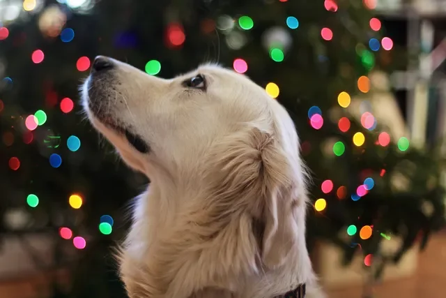 17 Consejos para que tu Árbol de Navidad sea a Prueba de Perros