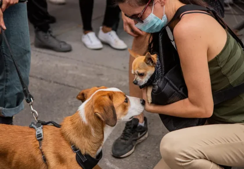 18 ¿Cómo el Coronavirus ha Afectado la Adopción de Mascotas