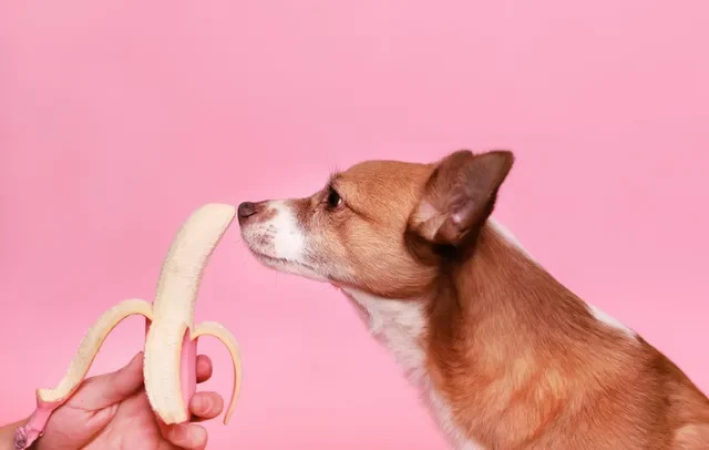 24 alimentos que tu perro no puede comer