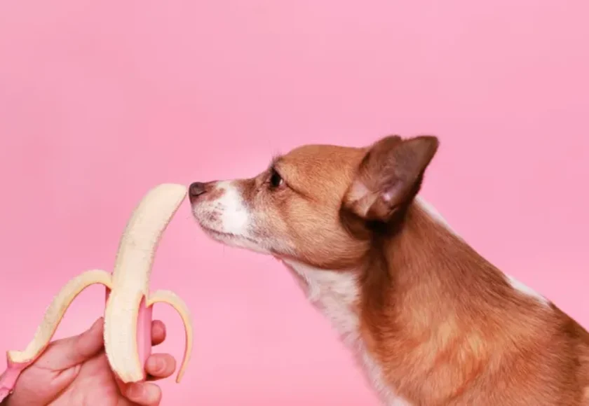 24 alimentos que tu perro no puede comer