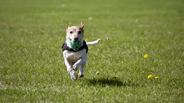 5 Ejercicios Básicos de Adiestramiento Canino