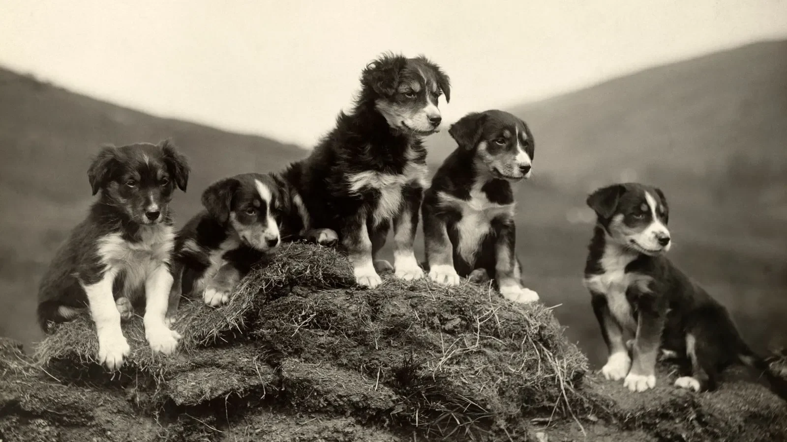 5 Razas Caninas de Mayor Antigüedad en la Historia