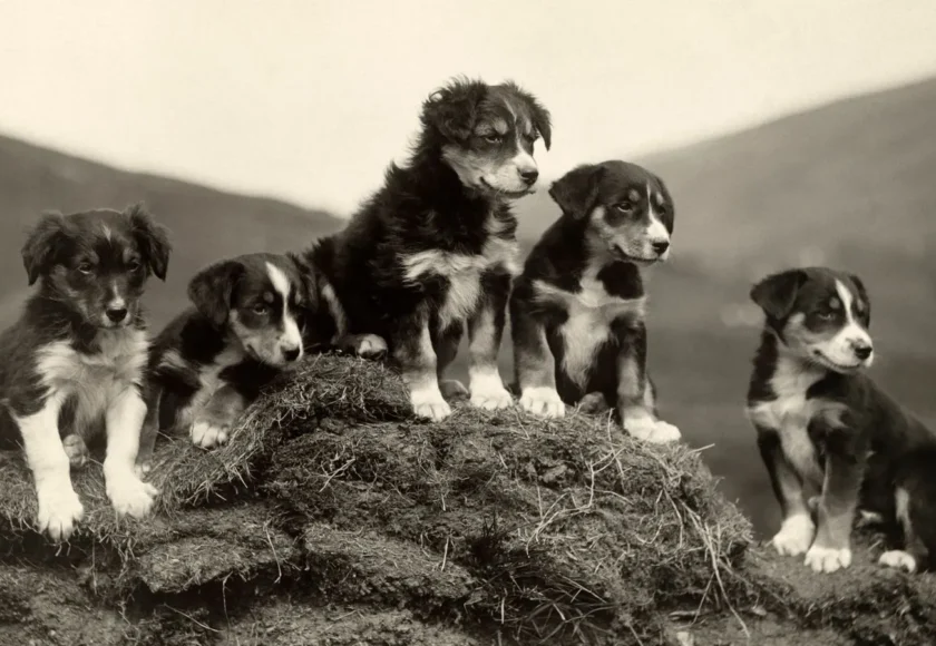 5 Razas Caninas de Mayor Antigüedad en la Historia