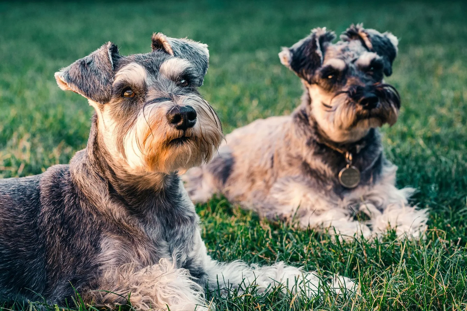 5 curiosidades de los schnauzer