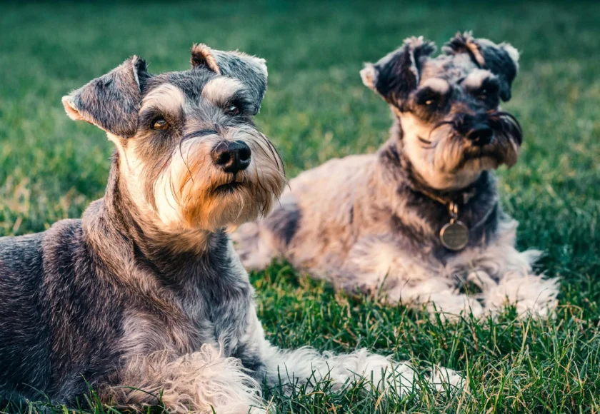 5 curiosidades de los schnauzer