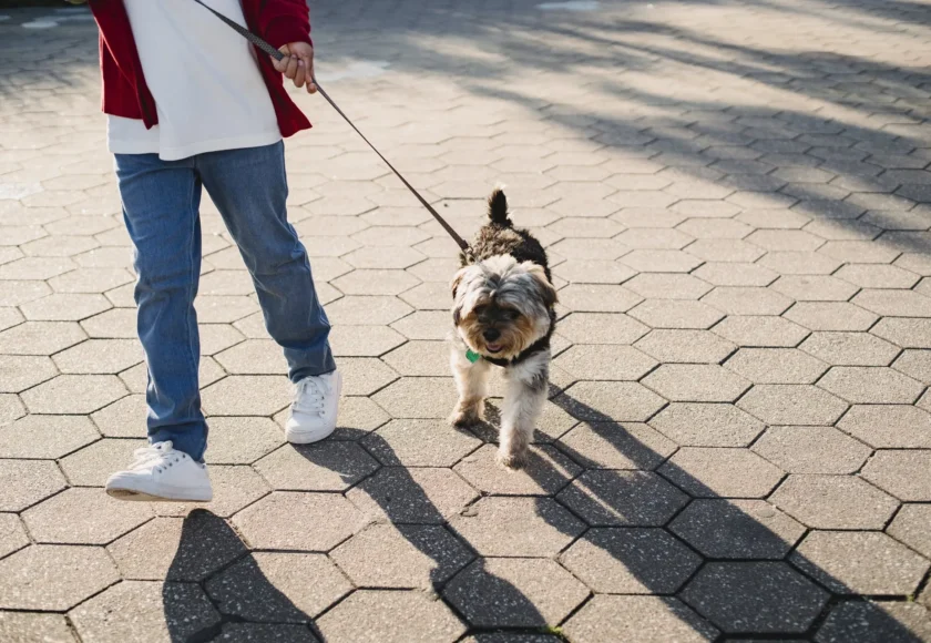 7 Cómo hacer que mi perro no jale correa