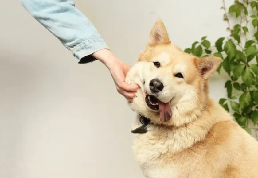 9 Mi Perro no me Hace Caso Cuando lo Llamo ¿Qué Hago