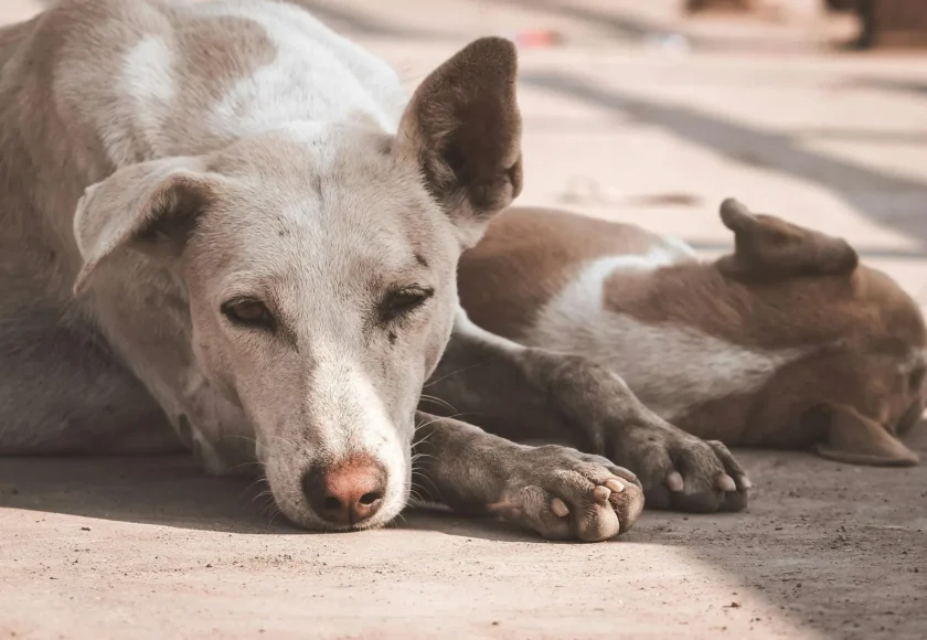 Adiestramiento para perros adoptados- ¿cómo lograr un entrenamiento exitoso?