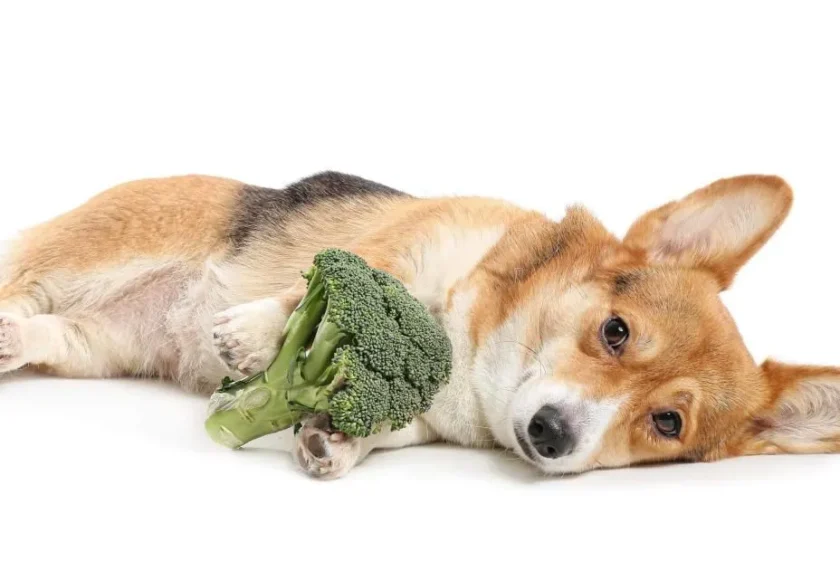 Brócoli y perros- mitos y realidades sobre su consumo