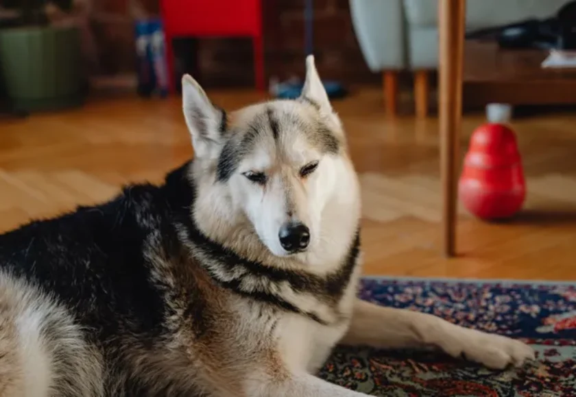 Canciones que los Perros sí Disfrutan