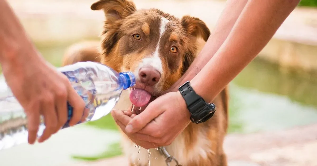 Cómo Ayudar a tu Perro en temporadas de calor