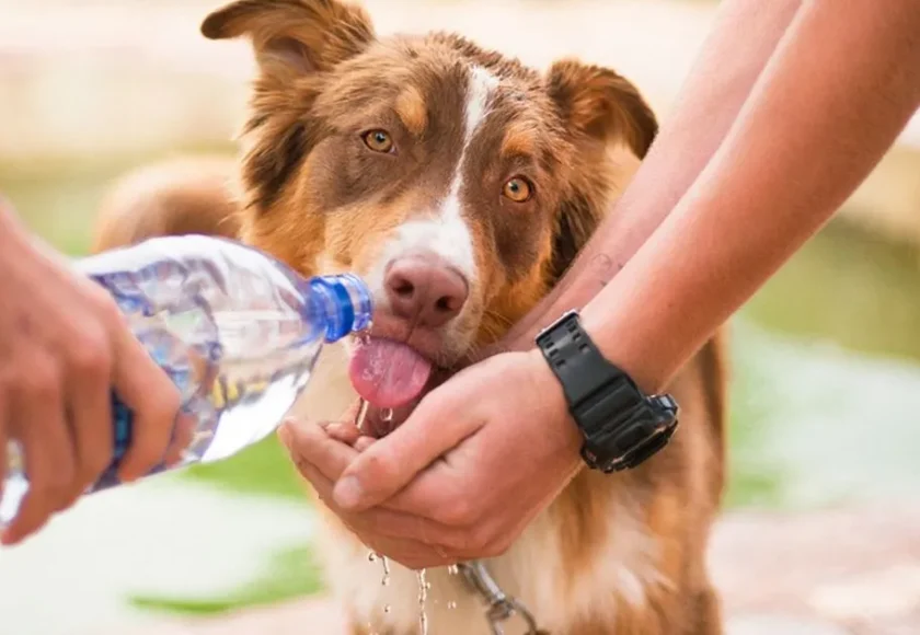 Cómo Ayudar a tu Perro en temporadas de calor