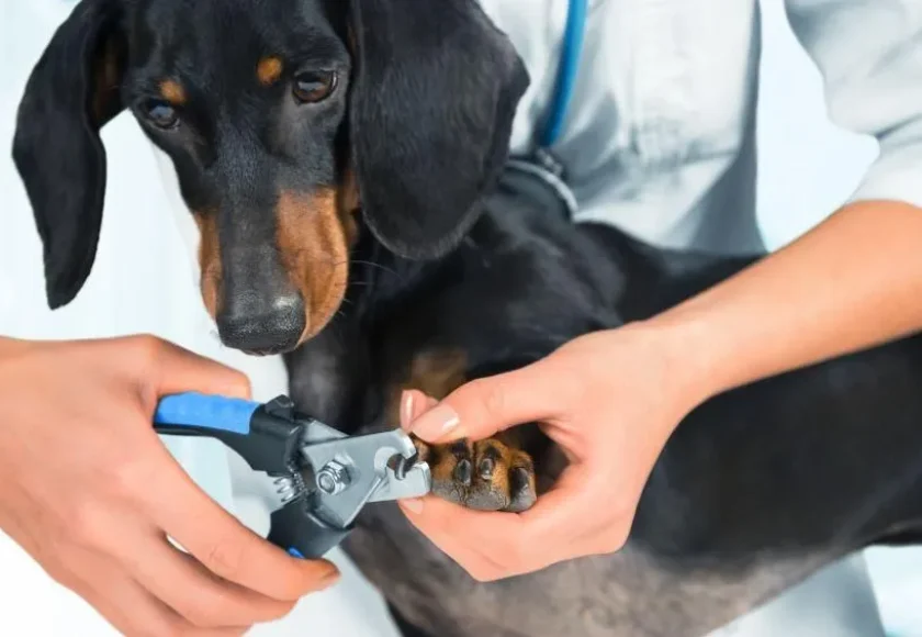 Cómo Cortar las Uñas de tu Perro sin Estrés