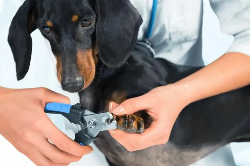 Cómo Cortar las Uñas de tu Perro sin Estrés