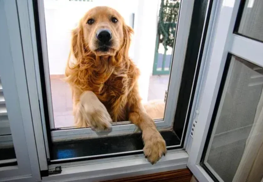 Cómo Enseñar a tu Perro a Esperarte en la Entrada de una Tienda Guía Paso a Paso