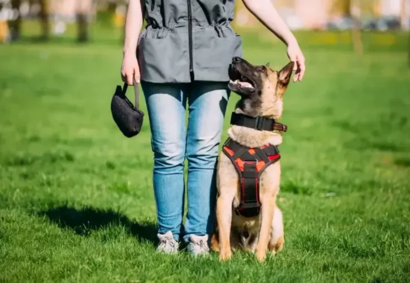 Cómo Enseñarle a Tu Perro Trucos Avanzados