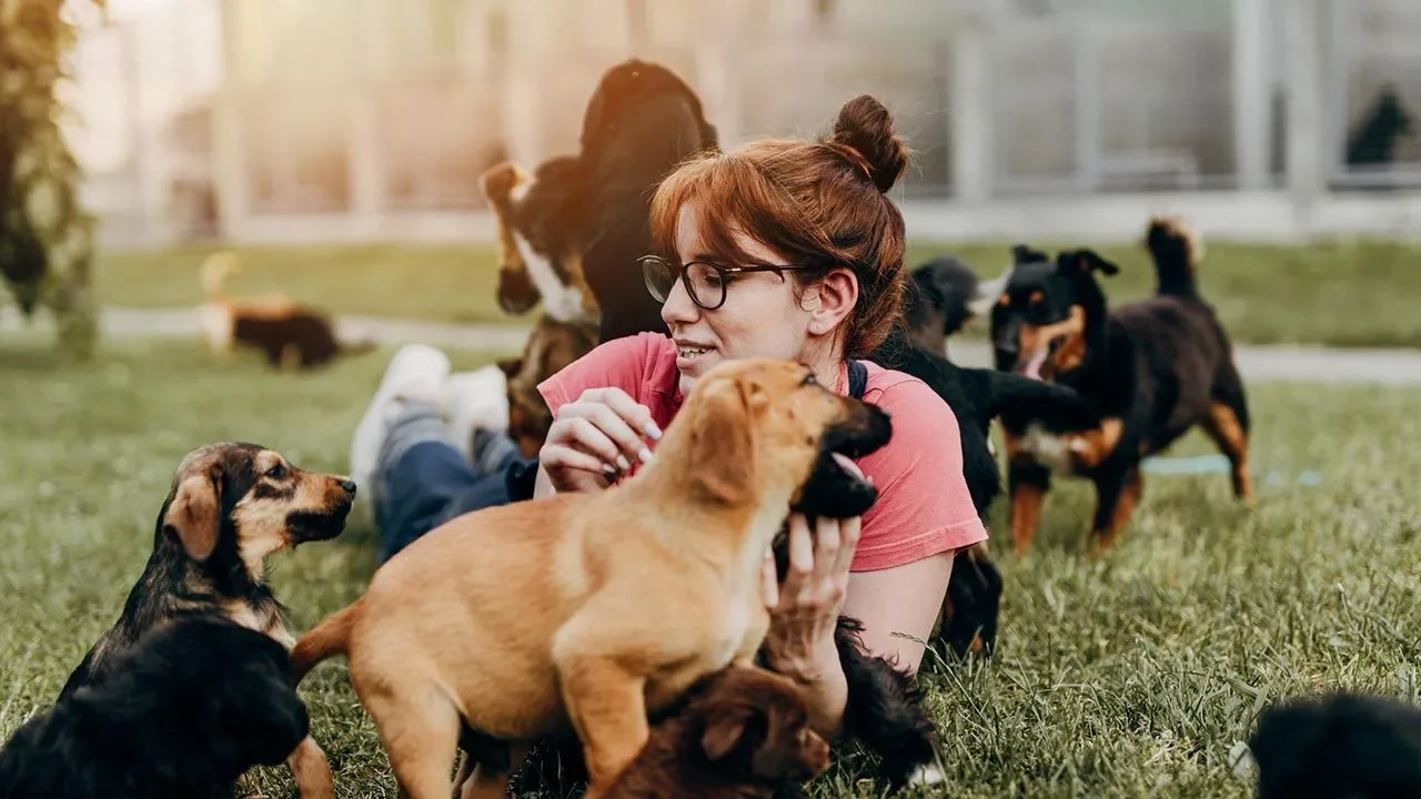 Cómo elegir la mejor guardería para tu perro consejos y consideraciones importantes
