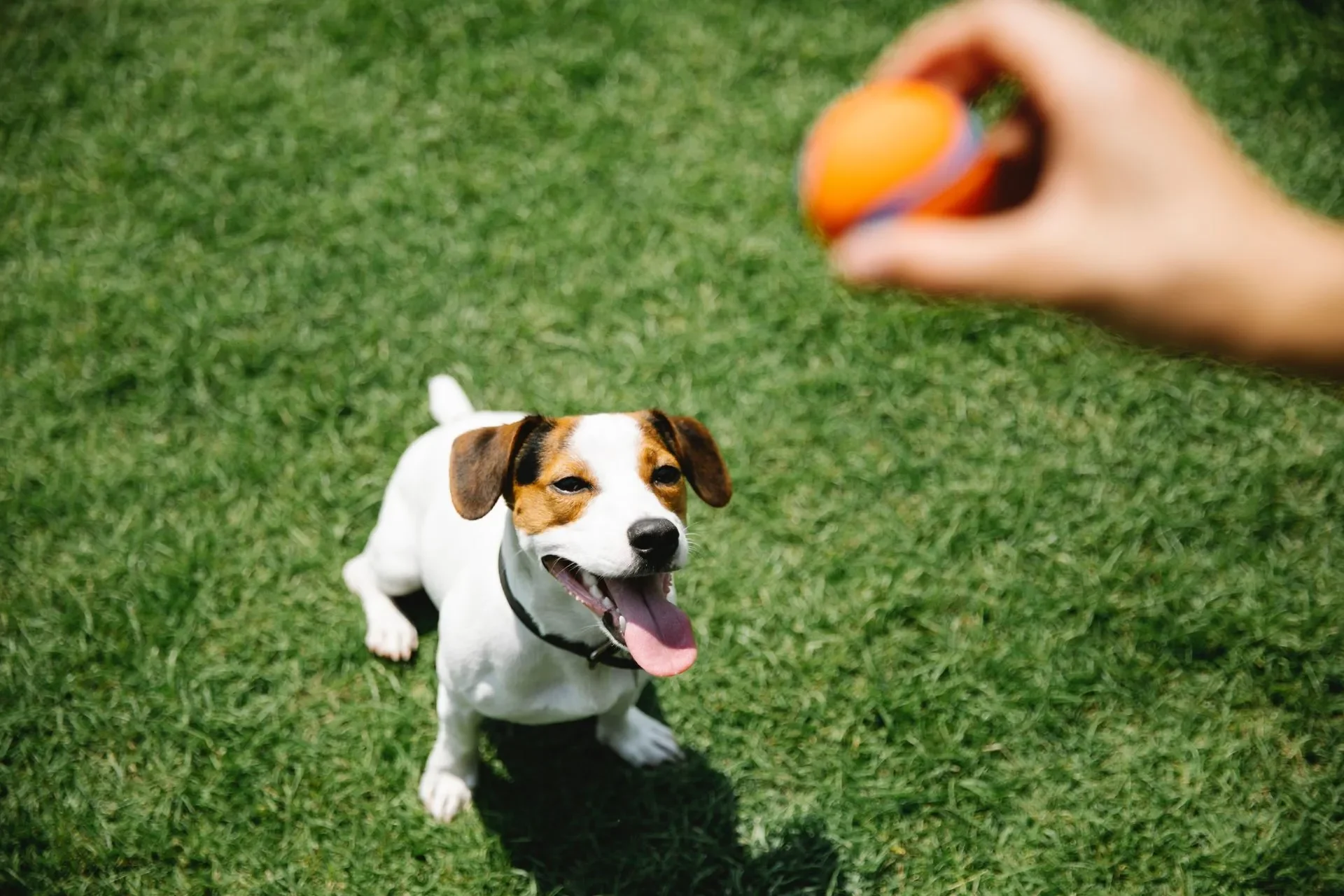 Cómo hacer que tu perro te traiga la pelota guía de adiestramiento básico 1