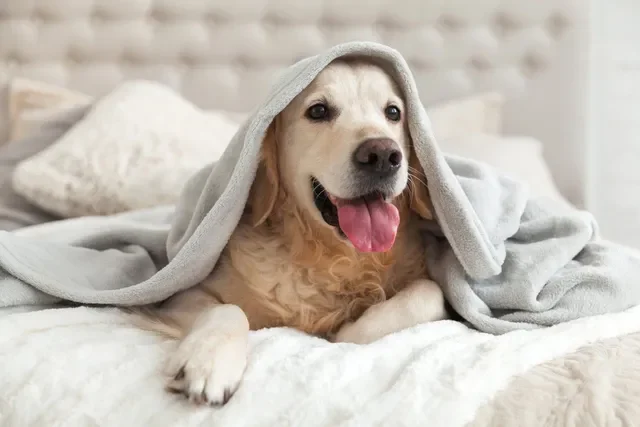 Cómo limpiar la cama de mi perro como todo un experto