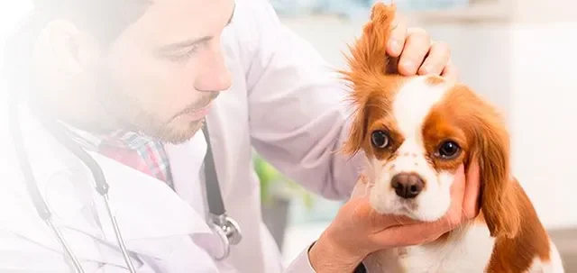 Cómo limpiarle las orejas a tu perro Guía completa paso a paso