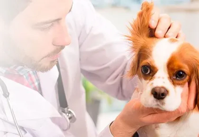 Cómo limpiarle las orejas a tu perro Guía completa paso a paso