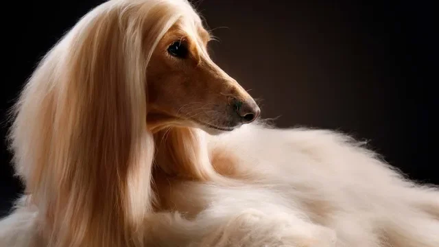 Cómo saber si eres alérgico al pelo de tu perro
