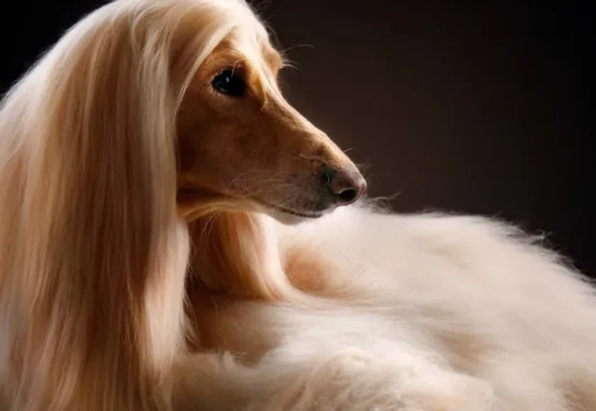 Cómo saber si eres alérgico al pelo de tu perro