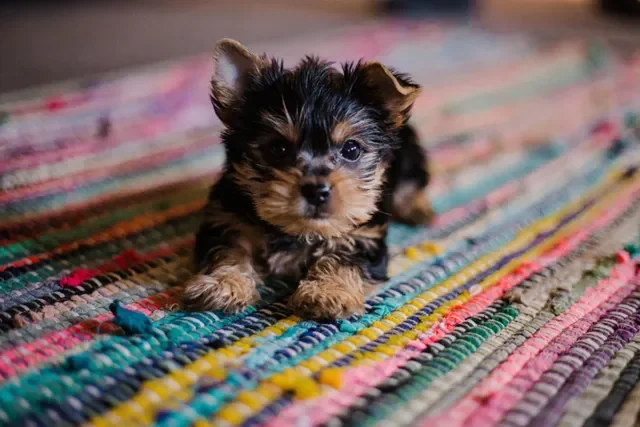 Consejos para Ayudar a su Cachorro a Dormir Toda la Noche