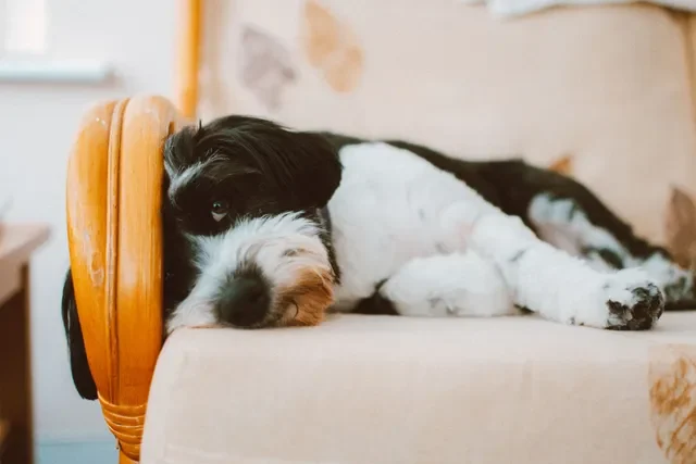 Cosas Que Haces que Realmente Estresan a tu Perro