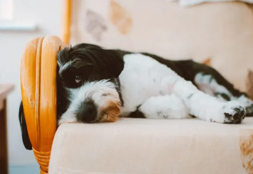 Cosas Que Haces que Realmente Estresan a tu Perro