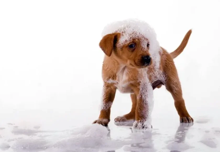Cuándo empezar a bañar a un cachorro