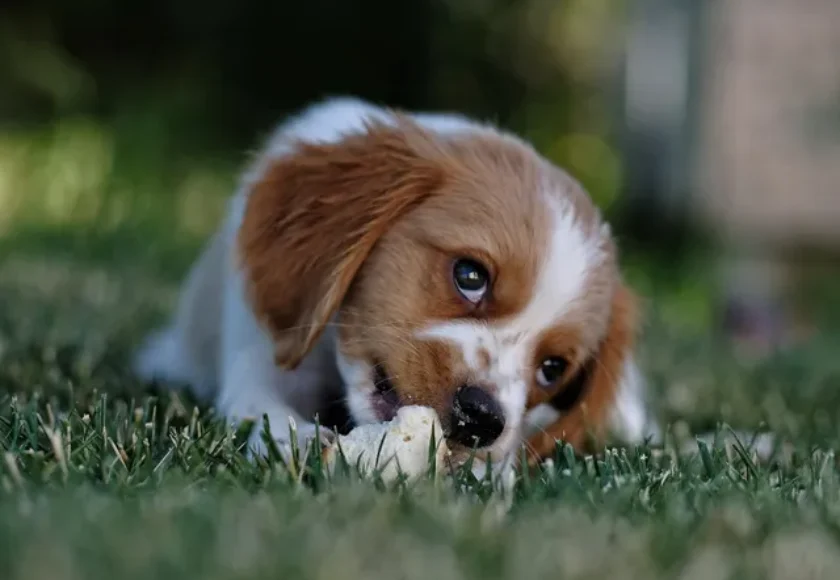 Cuidado con Reforzar Estos Comportamientos Negativos en tu Perro con Entrenamiento Canino