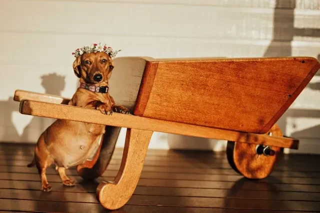 Cuidados para mi perra embarazada qué hacer si va a tener cachorros