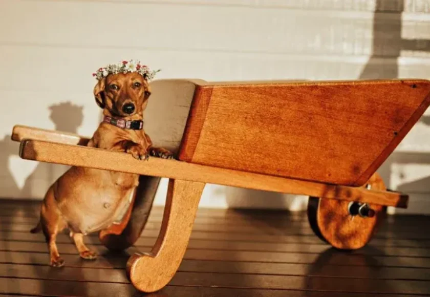 Cuidados para mi perra embarazada qué hacer si va a tener cachorros