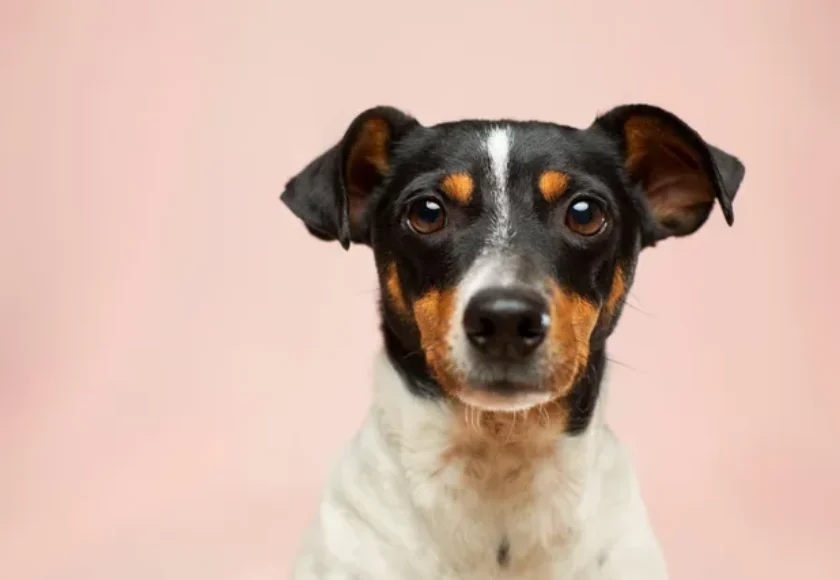 Dos datos importantes sobre la visión de los perros