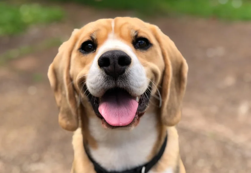 El clicker, tu mejor amigo al entrenar a tu perro