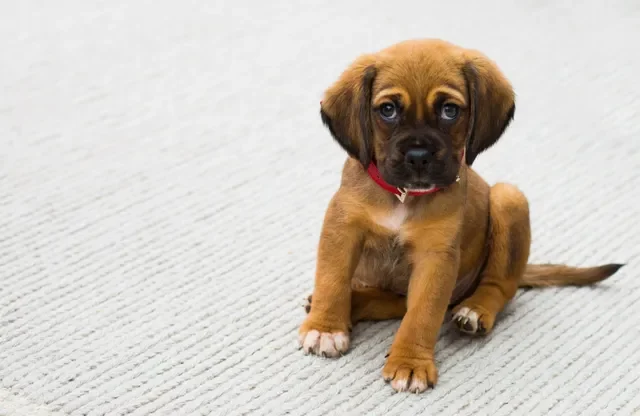 La Importancia de Enseñar a los Cachorros a Estar Solos