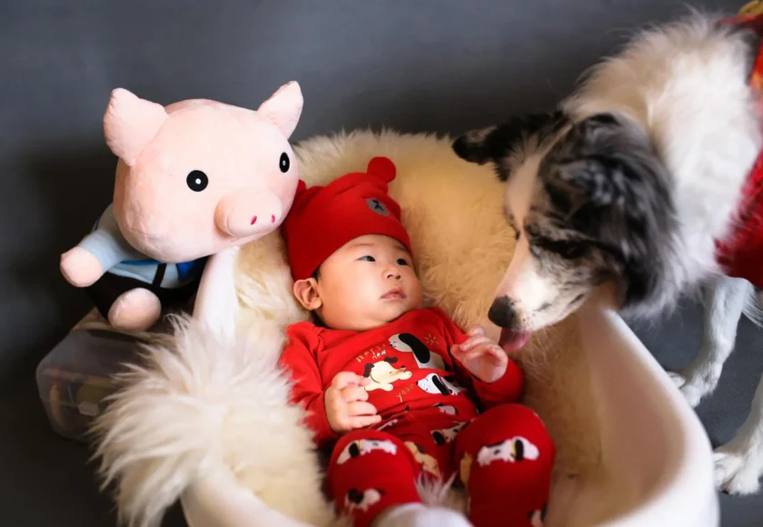 Perros e Hijos- ¿Es Bueno que mi Perro se Acerque al Nuevo Bebé?